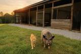 1232 Pleasant Grove Ridge Road - Photo 11