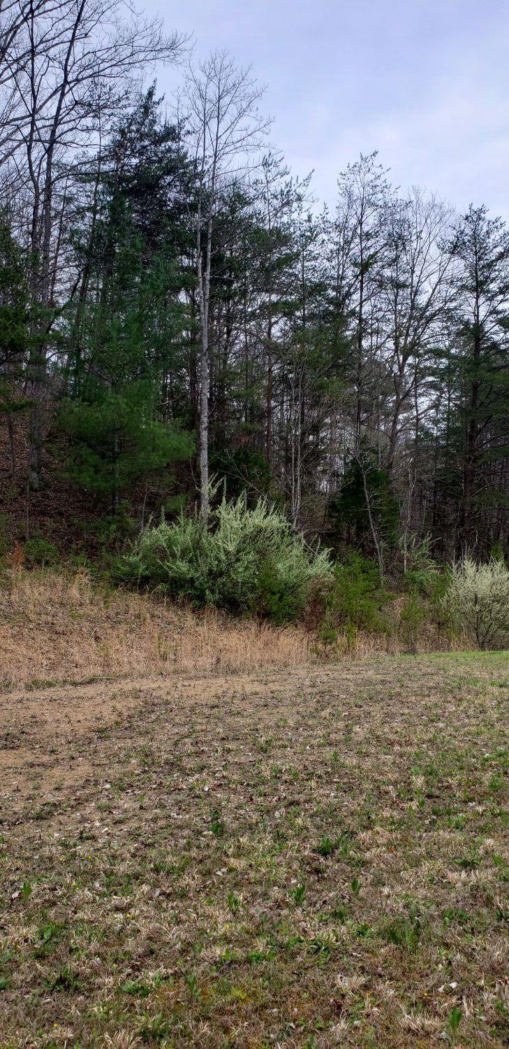 1 Highway 3346/ Sugar Camp Road - Photo 1