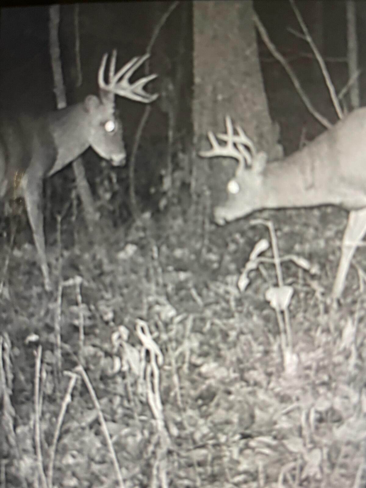 271 Blue Bird Lane - Photo 1