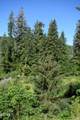 TL 203 Siletz River - Photo 12