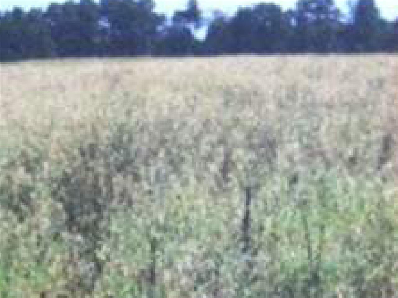 Tract 6 Hwy 259 - Photo 1