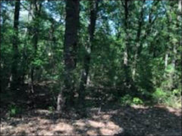 TBD Holly Lake Ranch - Photo 1
