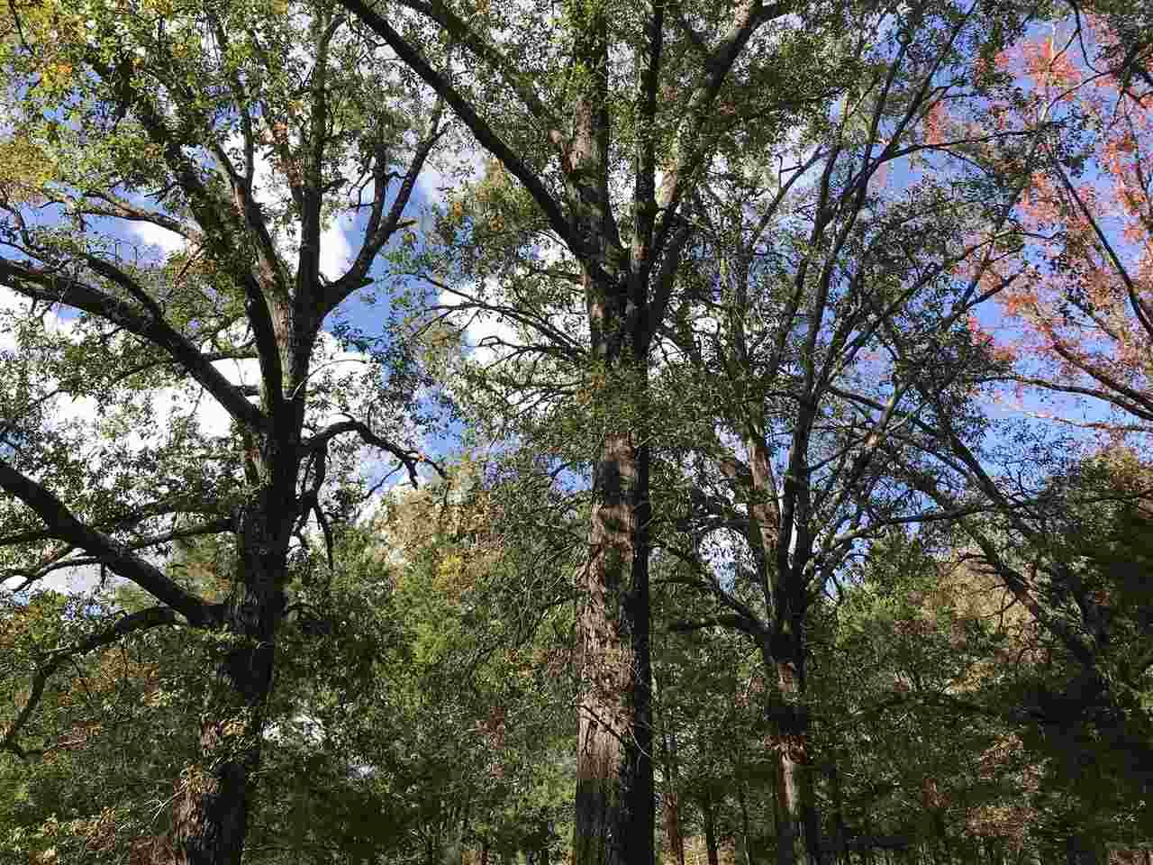 TBD Curtis Black Rd - Photo 1