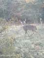 70 Three Licks Rd - Photo 77