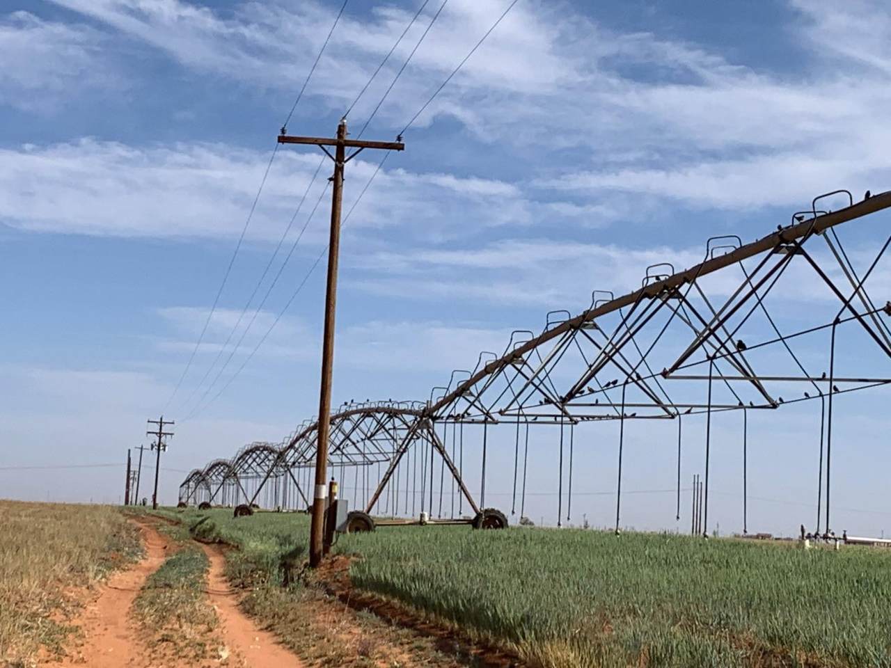 0 Tiger - Photo 1