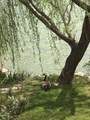 5 Lakeshore Drive - Photo 70