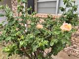 1209 Garland Street - Photo 38