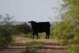  Texas 92 - Photo 2