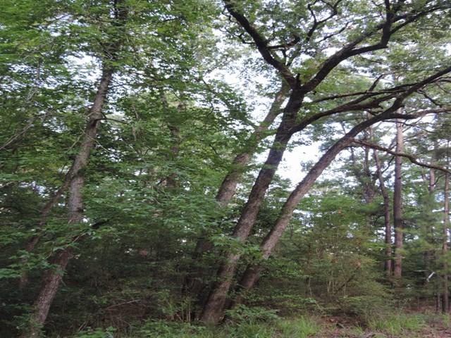 0 Hickory - Photo 1