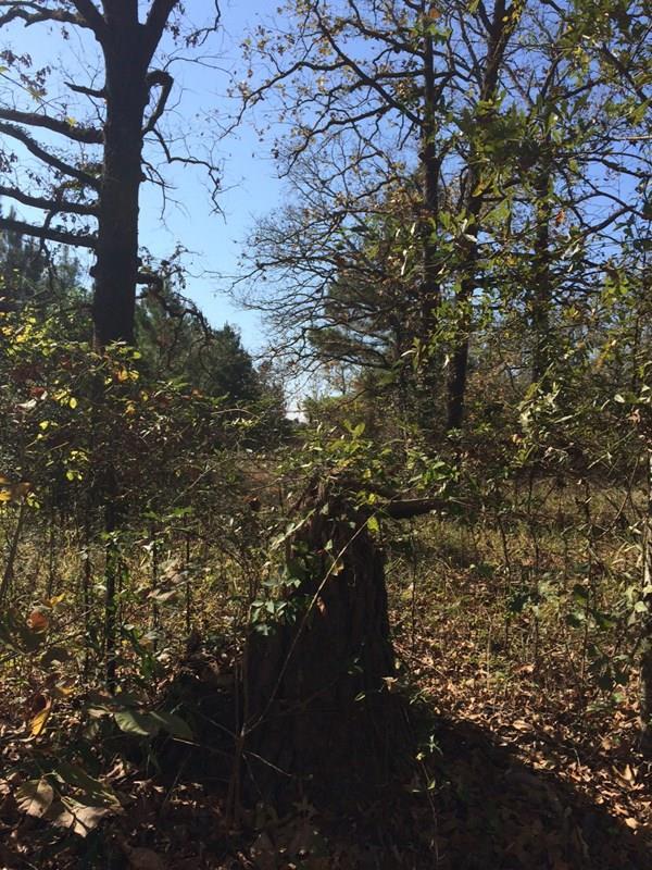 TBD Zed Creek Rd - Photo 1