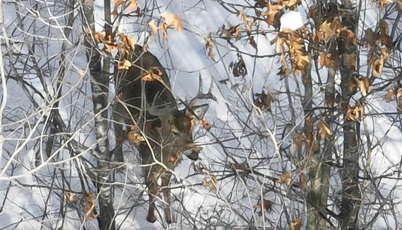 60.14 Ac Deerborn Drive - Photo 1