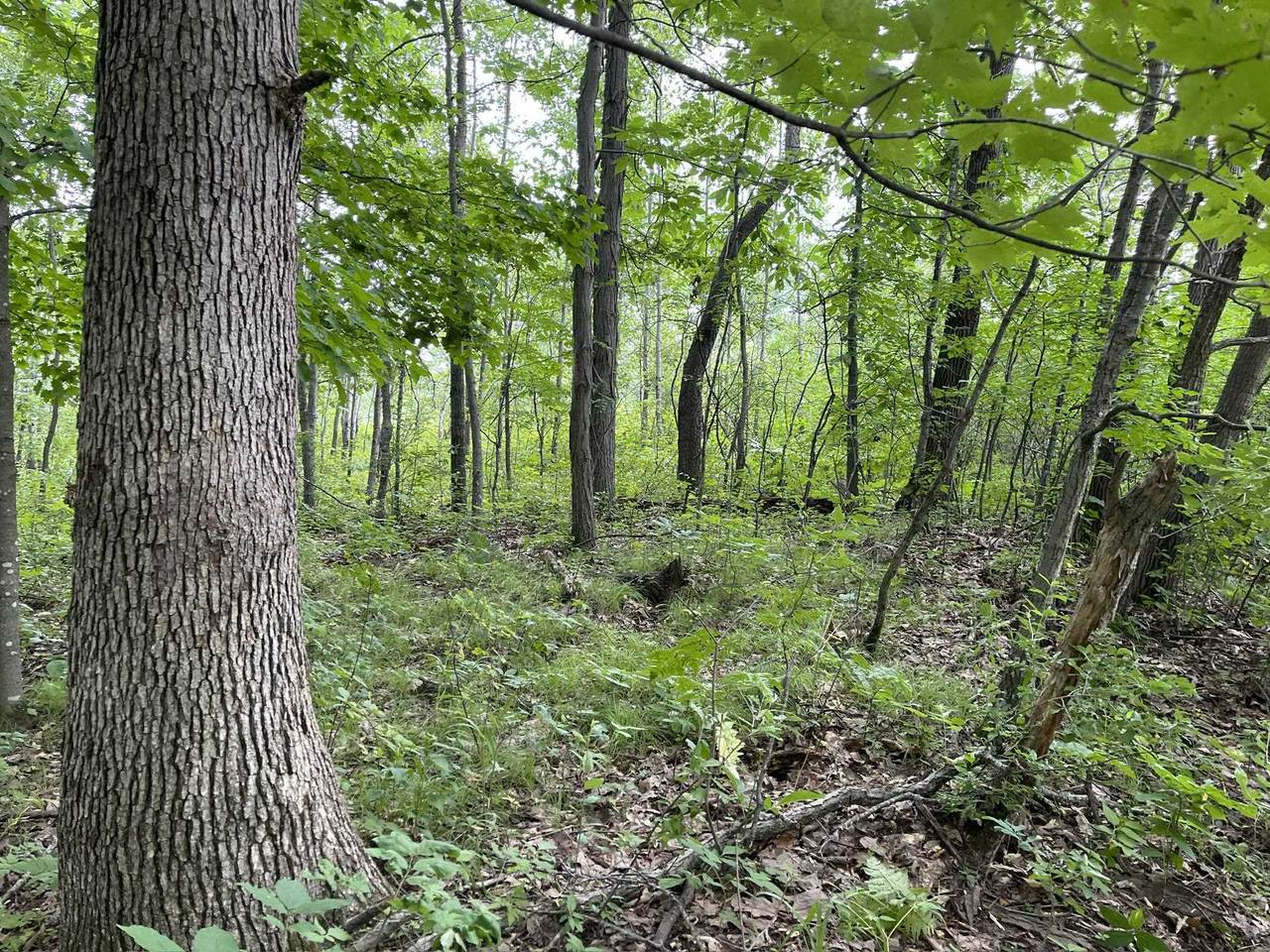 Lot 1029 Blue Ridge Drive - Photo 1