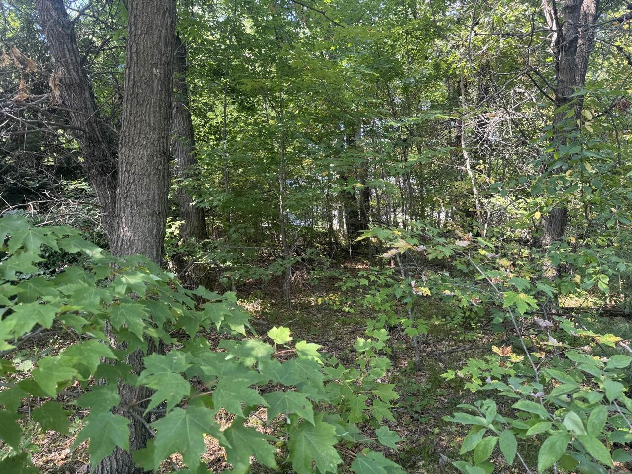 250 White Oak Lane - Photo 1