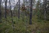 Lots 237 & 242 Woodland Trail - Photo 29