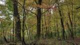 3.11 Acres Delmore Road - Photo 38
