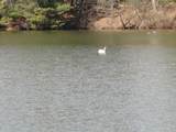 Lot 16 Fly Rod Trail - Photo 47