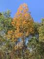 102 +/- Acres Buck Creek Road - Photo 30