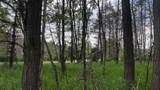 LOT 73 Pine Drive - Photo 9