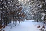 N10001 Pine Cone Court - Photo 49