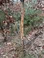 122+/-acres Happersett Lane - Photo 24