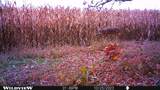 122+/-acres Happersett Lane - Photo 30