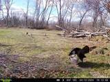 18.50 AC Grosbeak Avenue - Photo 13
