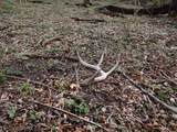 151.68+/- Acres Rattlesnake Road - Photo 4