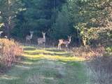 25 Acres Sawmill Road - Photo 21