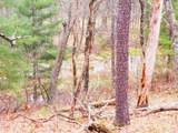 2482 Wilderness Trail - Photo 11