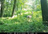 46113 Sand Creek Road - Photo 46