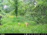 17.75 Acres County Road G - Photo 21