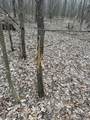 17.75 Acres County Road G - Photo 23