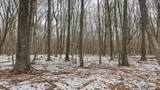 73+/- Acres Germantown Road - Photo 40