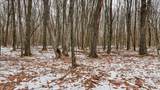 73+/- Acres Germantown Road - Photo 44