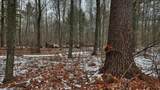 73+/- Acres Germantown Road - Photo 6