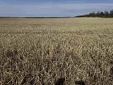 281.68 Acres Buttercup Ave & 16th Avenue - Photo 6