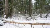 43+/- AC County Rd Ff Acres - Photo 10