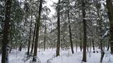 43+/- AC County Rd Ff Acres - Photo 13