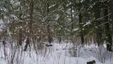 43+/- AC County Rd Ff Acres - Photo 14
