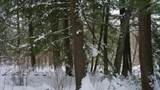 43+/- AC County Rd Ff Acres - Photo 15