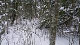 43+/- AC County Rd Ff Acres - Photo 16