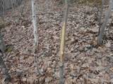 24503 Livingston Road - Photo 4