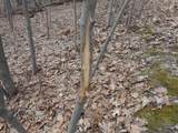 24503 Livingston Road - Photo 5
