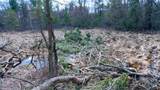 255.45 Ac Dover Drive - Photo 23