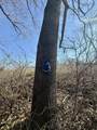229.98&Acirc;&plusmn; Acres Whitcomb Lane - Photo 44
