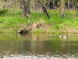 100.54 Acres Katuin Road - Photo 49
