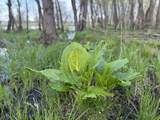 100.54 Acres Katuin Road - Photo 85