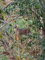 37.5+/- Acres Yttri Road - Photo 12