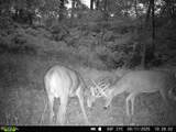 40 Acre Lot Walnut Lane - Photo 1