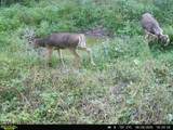 40 Acre Lot Walnut Lane - Photo 13
